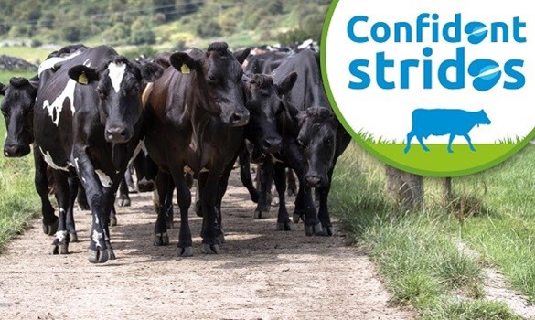 Cows walking along a path and text that reads 'Confident strides'